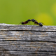 Illustration for article titled Ants on a Log: How did celery, peanut butter, and raisins become a snack time staple?